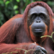 Illustration for article titled Put Down The iPad And Go Shave An Ape! 6 Awesome Things ’90s Kids Grew Up Doing To Orangutans That Kids Today Are Totally Missing Out Onem/em
